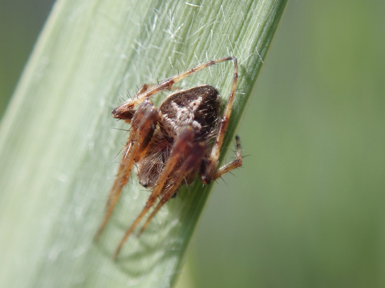 Agalenatea redii Agalenatea redii